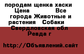 породам щенка хаски › Цена ­ 10 000 - Все города Животные и растения » Собаки   . Свердловская обл.,Ревда г.